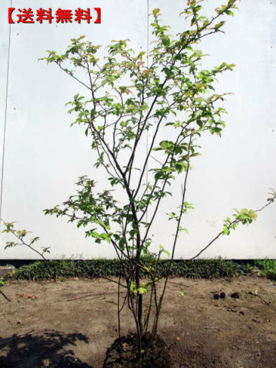 楽天市場 ナツハゼ樹高1m前後 根鉢含まず 庭木 植木 落葉樹 落葉高木 送料無料 ぐりーんぐりーん