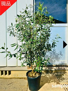 【現品発送】太い オリーブの苗木 チプレシーノ 8号 樹高1.1-1.3m(鉢底から) 鉢カバー オリーブの木 苗 シンボルツリー 庭木 植木 常緑樹 常緑高木