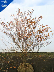 y_́zAJVI(VIccWj1.2m(܂܂jԉ sN UP Ԗ  A t t