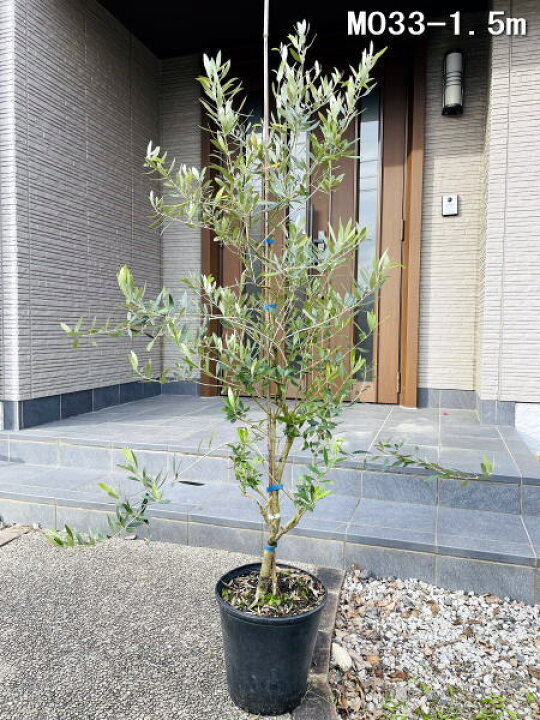 1074円 21激安通販 オリーブの木 ミッション 特大７号ポット 21cmポット 60cm