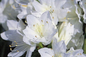 12{ZbgNccW(văccW)̐(NmL)Ԕd0.3m(܂) Ԗ  A Ύ Β؁yz