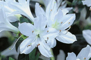 12{ZbgNccW(văccW)(V^G)Ԉd0.3m܂) Ԗ  A Ύ Β؁yz