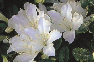 12{ZbgNccW(văccW)(VL)Ԉd0.3m(܂) Ԗ  A Ύ Β؁yz