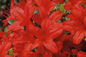 12本セット本霧島ツツジ(ホンキリシマツツジ)赤花一重約0.25m根鉢含む)　庭木　植木　常緑樹　常緑低木【送料無料】