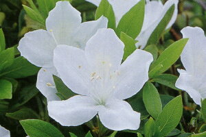 12�{�Z�b�g �����c�c�W(�����E�L���E�c�c�W)���Ԉ�d�炫��0.3m(�����܂�) �Ԗ� ��� �A�ؔ����t�� ��؁y���������z