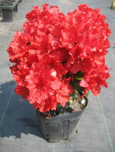 12{ZbgNccW(văccW)z(^CE)ԉԈd0.3m܂) Ԗ  A Ύ Β؁yz