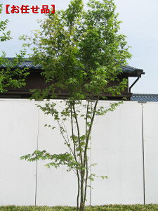 植木 盆栽 イロハモミジ 株立の人気商品 通販 価格比較 価格 Com