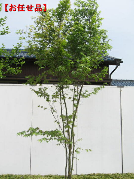 楽天市場 イロハモミジ株立 樹高2 5m前後 根鉢含まず シンボルツリー 庭木 植木 落葉樹 落葉高木 送料無料 ぐりーんぐりーん 楽天市場 イロハモミジ株立 樹高2 5m前後 根鉢含まず シンボルツリー 庭木 植木 落葉樹 落葉高木 送料無料 ぐりーんぐりーん
