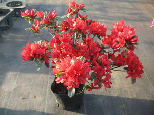 12{ZbgNccW(văccW)̎i(qmcJT)ԉԈd0.3m(܂) Ԗ  A Ύ Β؁yz