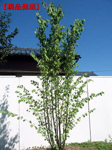 yizJc  2.4-2.7m(܂܂) c c V{c[  A G t t