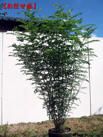 シマトネリコ 樹高1.5m以上(根鉢含まず) 株立ちシンボルツリー 庭木 植木 常緑樹 常緑高木【送料無料】