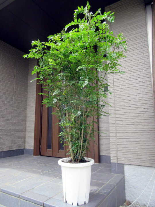 楽天市場 シマトネリコ 樹高1 5m前後 根鉢含まず 株立ち シンボルツリー 庭木 植木 常緑樹 常緑高木 送料無料 ぐりーんぐりーん 楽天市場 シマトネリコ 樹高1 5m前後 根鉢含まず 株立ち シンボルツリー 庭木 植木 常緑樹 常緑高木 送料無料 ぐりーんぐりーん