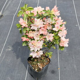 楽天市場 常緑 低木 花木の通販