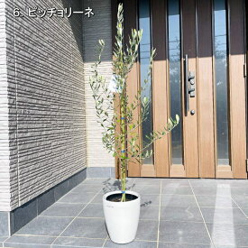 楽天市場 鉢植え 木 目隠しの通販