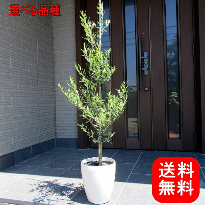 楽天市場】【選べる品種】オリーブの木7号ポット(21cmポット)70cm前後  