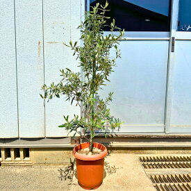 オリーブの木 チプレシーノ 8号(24cm) 140cm前後(鉢底から) 苗木 外用 観葉植物 玄関用 ベランダ【ギフト】【記念樹】【新築祝い】常緑樹 常緑高木【送料無料】
