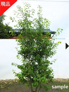 yiz\S X  2.4-2.5m(܂܂jc V{c[  A Ύ ΍ yz