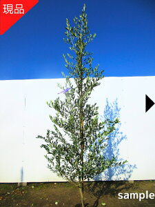 yizI[u̖ AxLi 2.1-2.2m(܂܂jV{c[ c c  A Ύ ΍؁yz