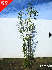 yizNW  1.7m-2.0m(܂܂jc c V{c[  A t t؁yz