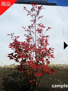 yizicn[ 1.2-1.3m(܂܂) Ĕ c c  A t t؁yz