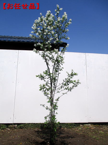 楽天市場】利休梅（リキュウバイ）樹高1.8m前後(根鉢含まず) シンボル