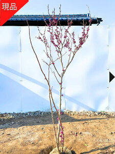yGg[őSiP5{I 94 20:00`111:59܂ŁzyizniYIE ԑhF 1.9-2.3m(܂܂jc Ԗ   A t t؁yz