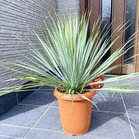 楽天市場 ユッカ ロストラータ 地 植えの通販