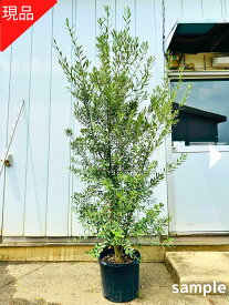 【現品発送】オリーブの木 ルッカ フラントイオ チプレシーノ 12号 樹高2.2-2.3m(鉢底から）苗木 屋外用 観葉植物 外 外用 テラス大型 苗木 シンボルツリー 庭木 植木 常緑樹 常緑高木【送料無料】