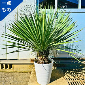 y_́zbJ Xg[^ 10 1.1m(ꂩ) 1.0m V{c[  A Ύ ΍؁yz