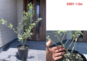 オリーブ 3m 植木 盆栽の人気商品 通販 価格比較 価格 Com オリーブ 3m 植木 盆栽の人気商品 通販 価格比較 価格 Com