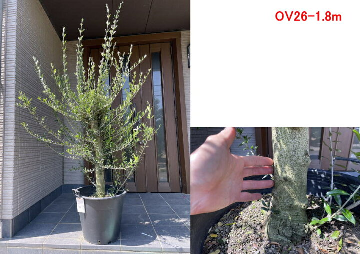 楽天市場 現品発送 オリーブの木 14号 鉢植え樹高1 3 1 6m 鉢底から シンボルツリー 庭木 植木 常緑樹 常緑高木 送料無料 ぐりーんぐりーん