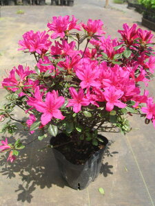 6{ZbgNccW(văccW)Z̎(X\SmCg)ZsNԈd0.3m(܂) Ԗ  A Ύ Β؁yz