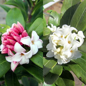 ԁE2{Zbg (W`EQ)  30cmO(ꂩ)@30cmO(ꂩ)@Ԗ؁@؁@A؁@Ύ@Β؁yz