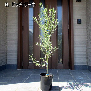 オリーブの木の通販 価格比較 価格 Com