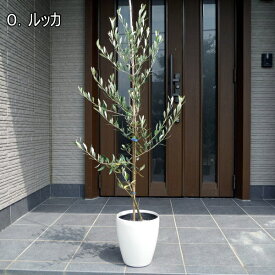 楽天市場 鉢植え 木 目隠しの通販