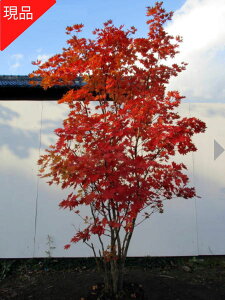 【現品発送】コハウチワカエデ 株立ち 樹高1.8-2.0m(根鉢含まず)苗木 苗 モミジ 小葉団扇楓 シンボルツリー 庭木 植木 落葉樹 落葉高木