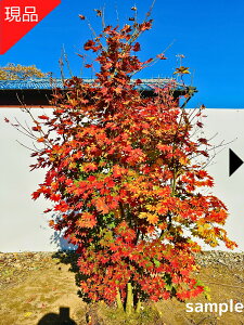 �y���i�����z�R�n�E�`���J�G�f ������ ����1.8-2.0m(�����܂܂��j�c�� �c ���~�W ���t�c� �V���{���c���[ ��� �A�� ���t�� ���t����