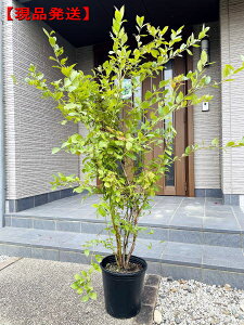 植木 盆栽 ブルーベリーの人気商品 通販 価格比較 価格 Com 植木 盆栽 ブルーベリーの人気商品 通販 価格比較 価格 Com
