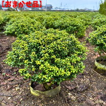 楽天市場】植木 ツゲの通販