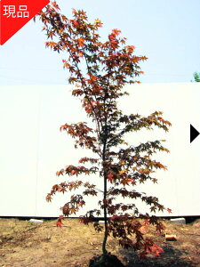 yGg[őSiP5{I 94 20:00`111:59܂Łzyiz`VI~W gt 0.9-1.5m(܂܂jV{c[  A t t fVEWE~W óXg
