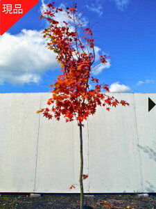 yGg[őSiP5{I 94 20:00`111:59܂ŁzyizRnE`JGf 2.2-2.5m(܂܂jgt G V{c[  A t t؁yz