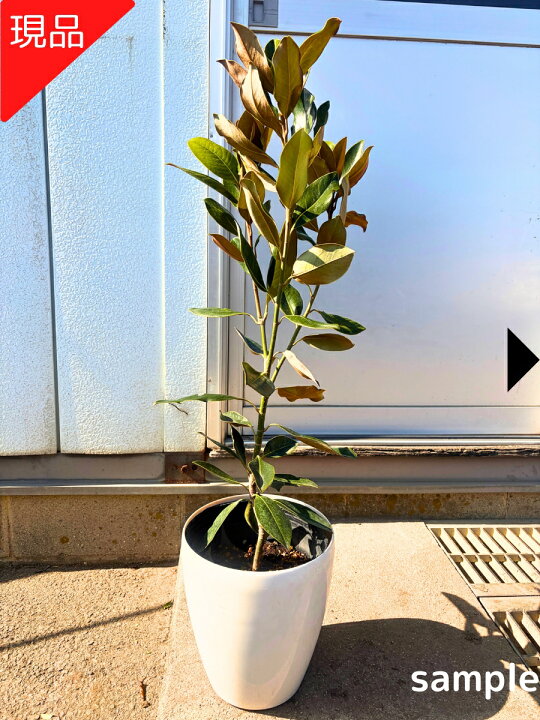 ジェム鉢植え リトル ジェム 地 植え 楽天市場 現品発送 タイサンボク 