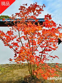【現品発送】オオモミジ 大紅葉 樹高1.8-2.2m(根鉢含まず）苗木 苗 シンボルツリー 庭木 植木 落葉樹 落葉高木 紅葉