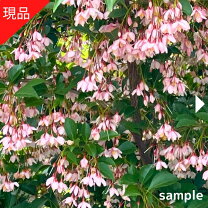 楽天市場】エゴノキ ピンクチャイムの通販
