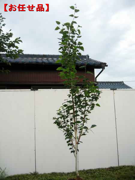 ジャクモンティー(シラカバ、白樺) 9号以上 樹高2.0m前後(鉢底から） シンボルツリー 庭木 植木 落葉樹 落葉高木