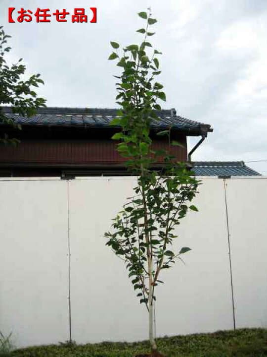 楽天市場】ジャクモンティー(シラカバ、白樺) 根巻苗またはPOT苗 樹高 