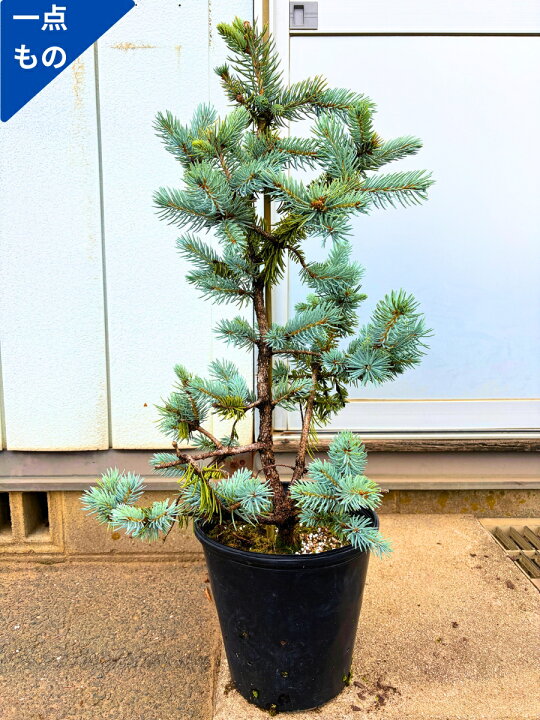楽天市場】【一点もの】もみの木の王様 プンゲンストウヒ ホプシー 