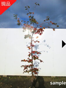 yizV_RnE`JGf ւ̉، ZLmPS 1.5-1.8m(܂܂jc tc V{c[  A t t؁yz