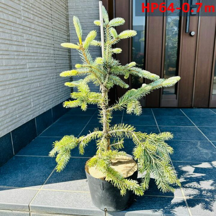 楽天市場】【現品発送】もみの木の王様プンゲンストウヒ ホプシー(つぎ 