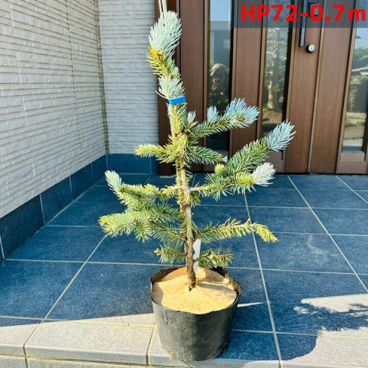 楽天市場】【現品発送】もみの木の王様プンゲンストウヒ ホプシー(つぎ 